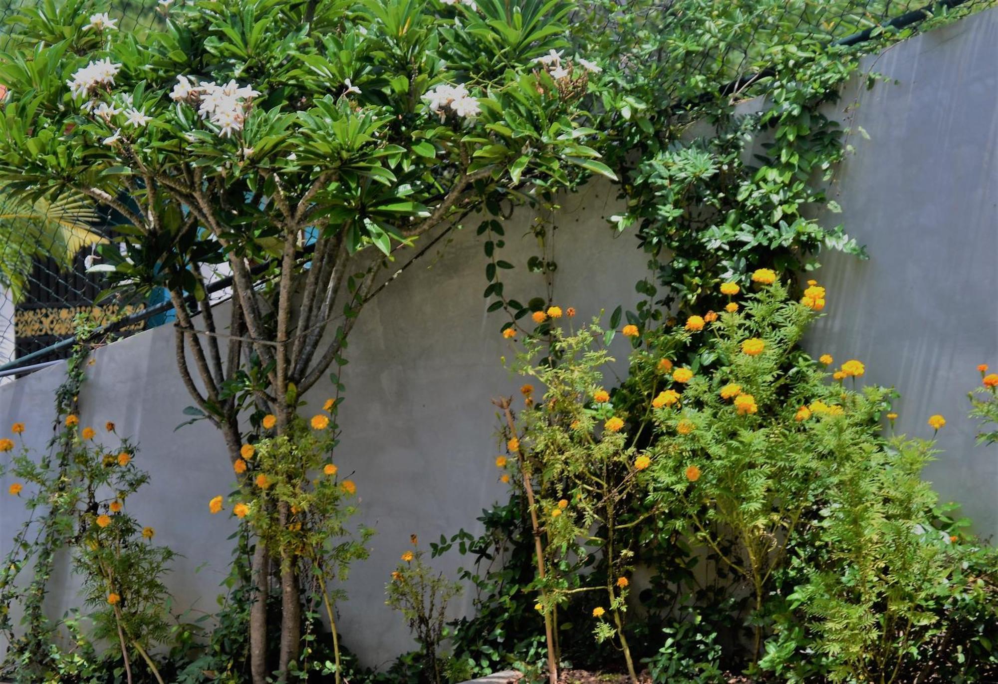 Bed and Breakfast Bellaxy Ceylon Экстерьер фото